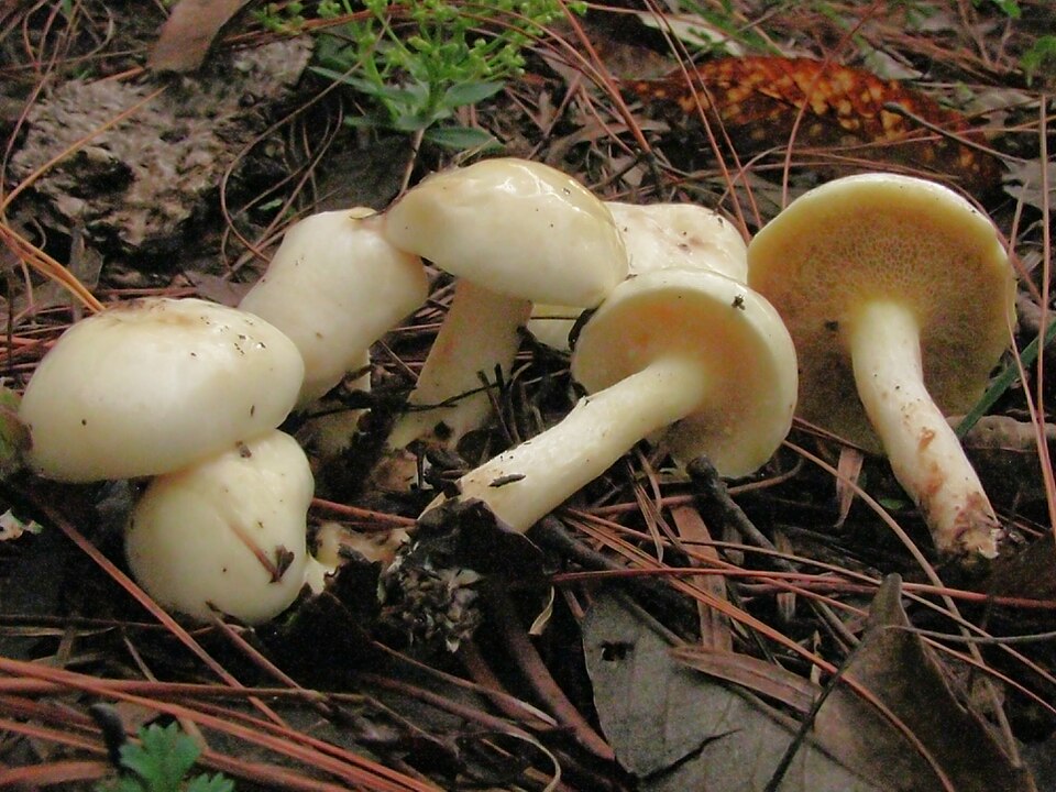 Beringter Schmierröhrling (Elfenbeinröhrling)