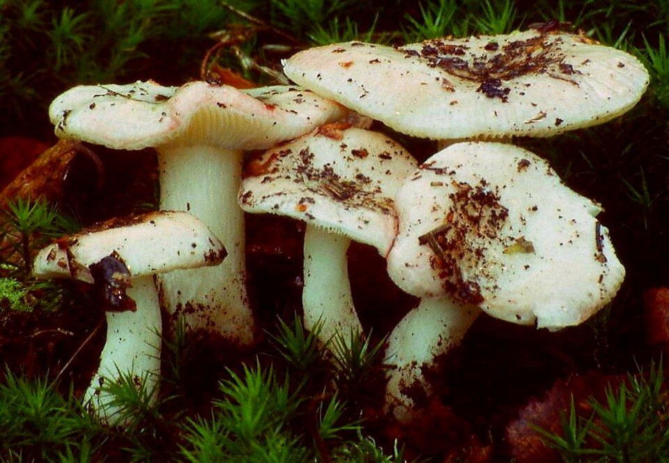 Birkentäubling (Russula betularum)