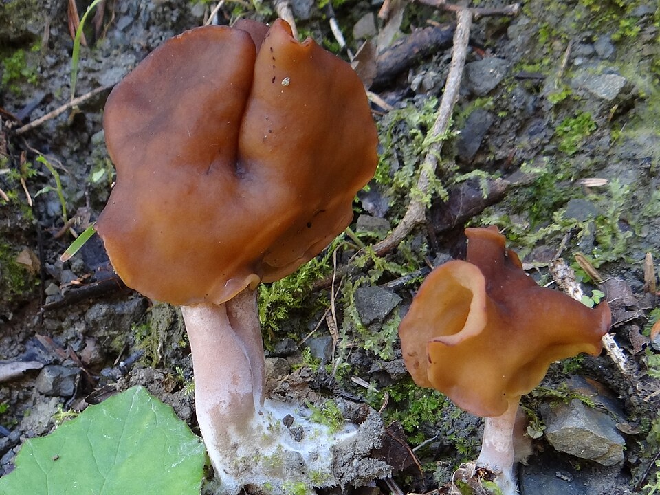 Bischofsmütze (Gyromitra infula)