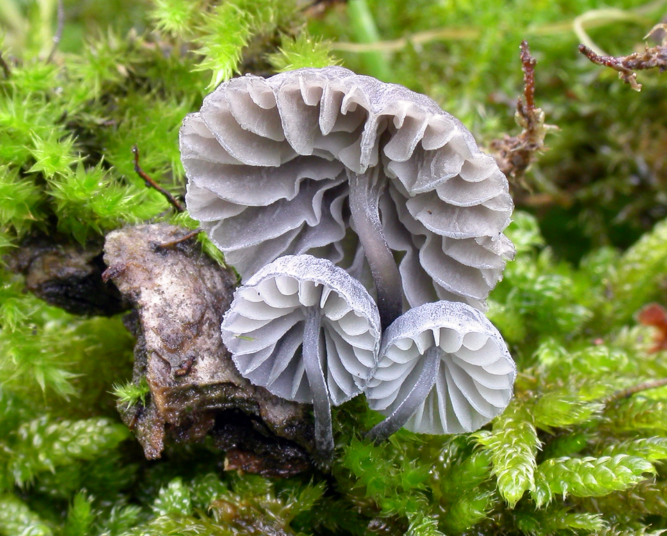 Blauer Helmling (Mycena pseudocorticola)