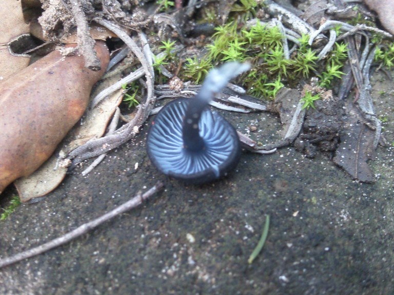 Blauer Rötling (Entoloma chalybeum)