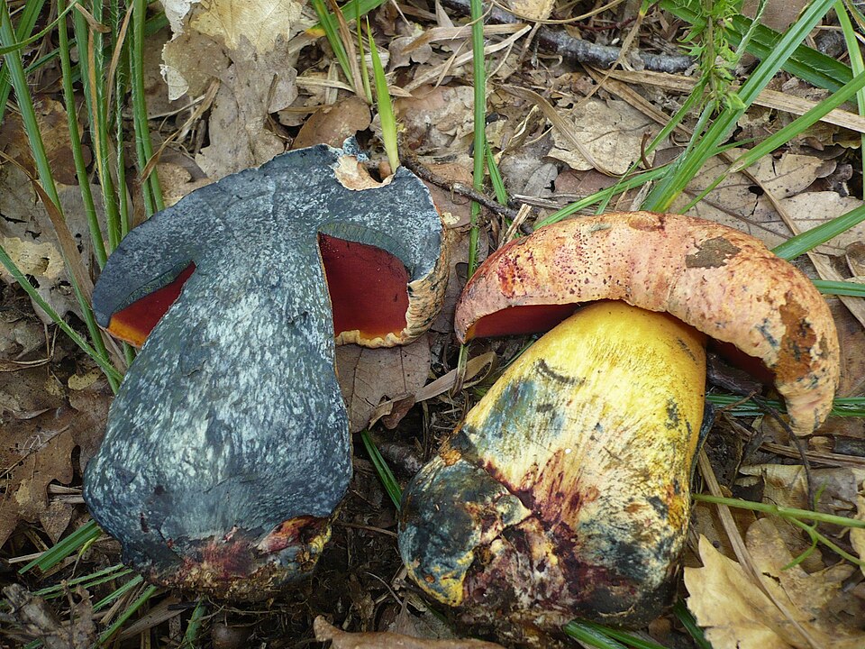 Blaufleckender Purpur-Röhrling