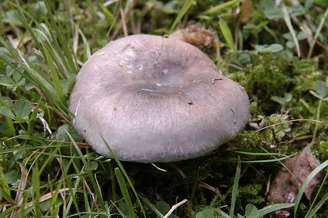 Blaugrüner Reiftäubling