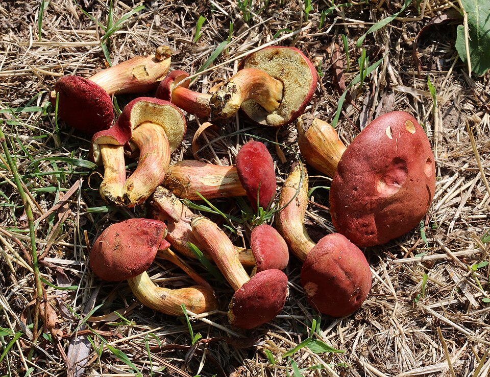 Blutroter Filzröhrling