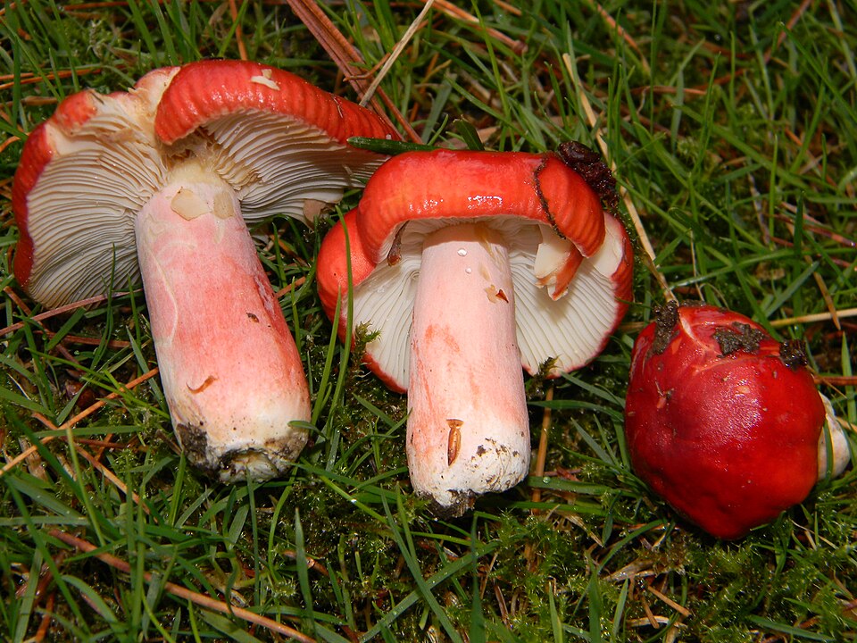 Bluttäubling (Blutroter Täubling)