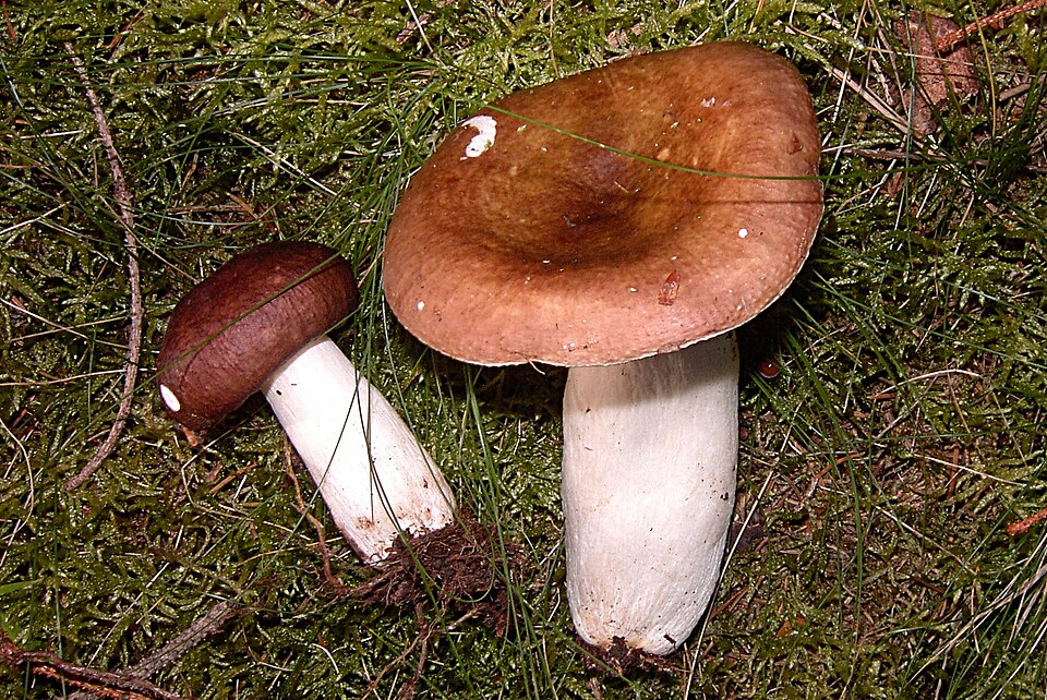 Brauner Ledertäubling
