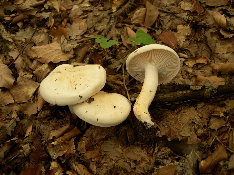Buchen-Schneckling