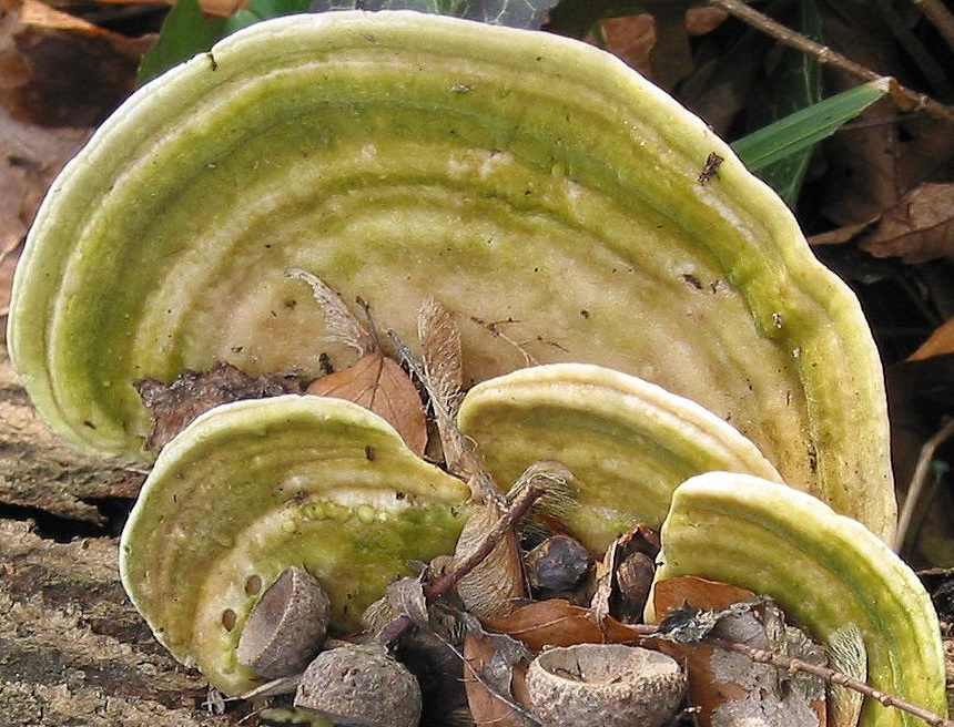 Buckeltramete (Trametes gibbosa)