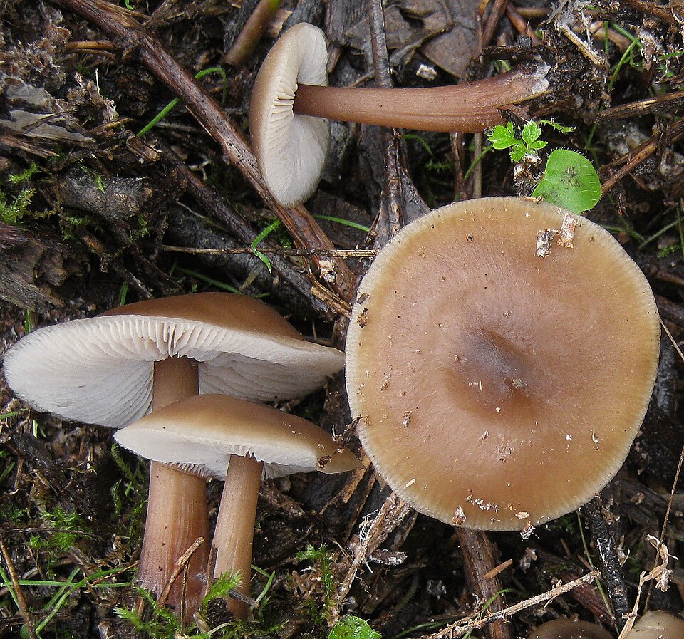 Butterrübling