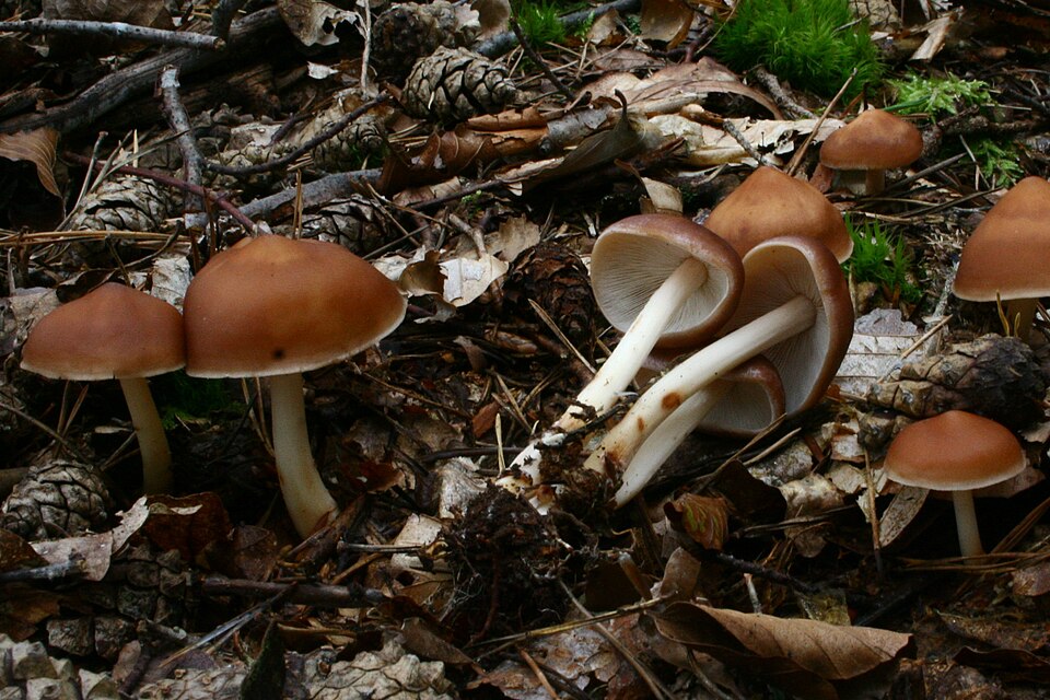 Drehstieliger Rosasporrübling
