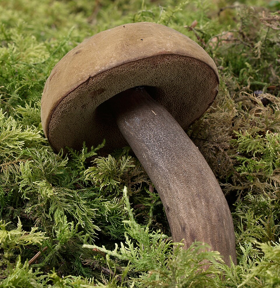 Düsterer Röhrling (Porphyrellus porphyrosporus)