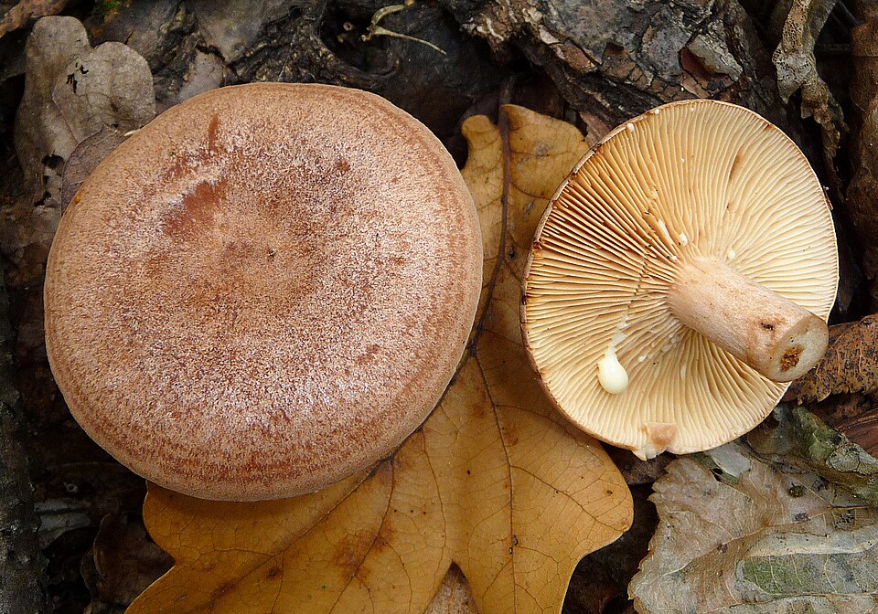 Eichenmilchling (Lactarius quietus)