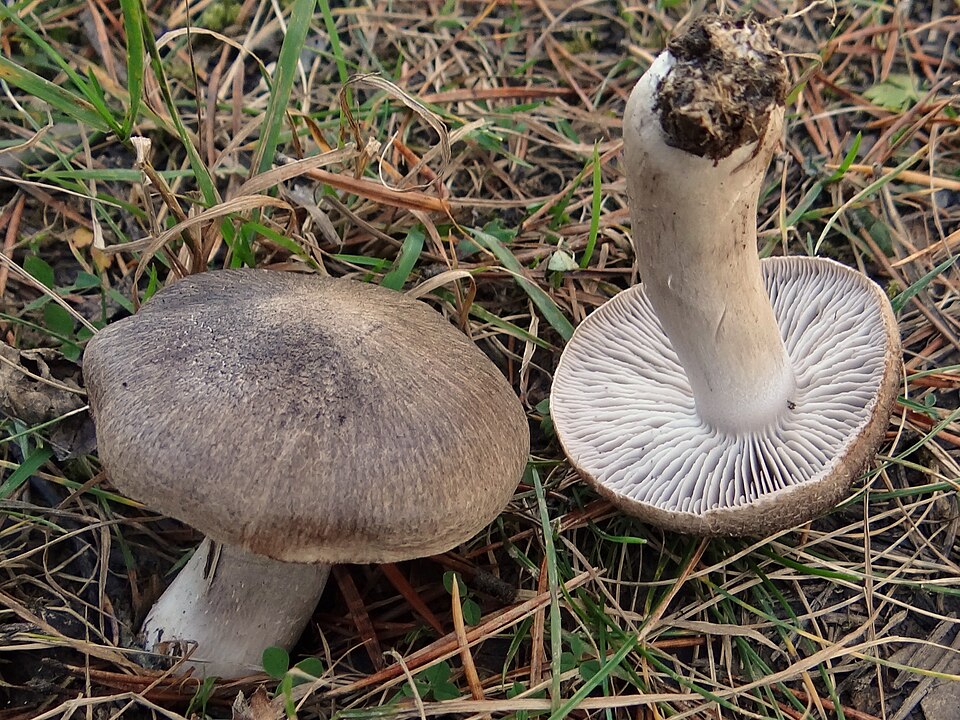 Erdritterling (Tricholoma terreum)