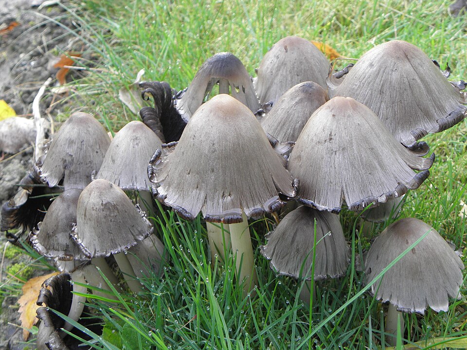 Faltentintling (Coprinopsis atramentaria)