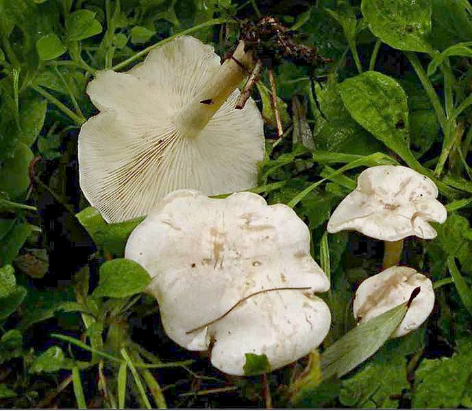 Feldtrichterling