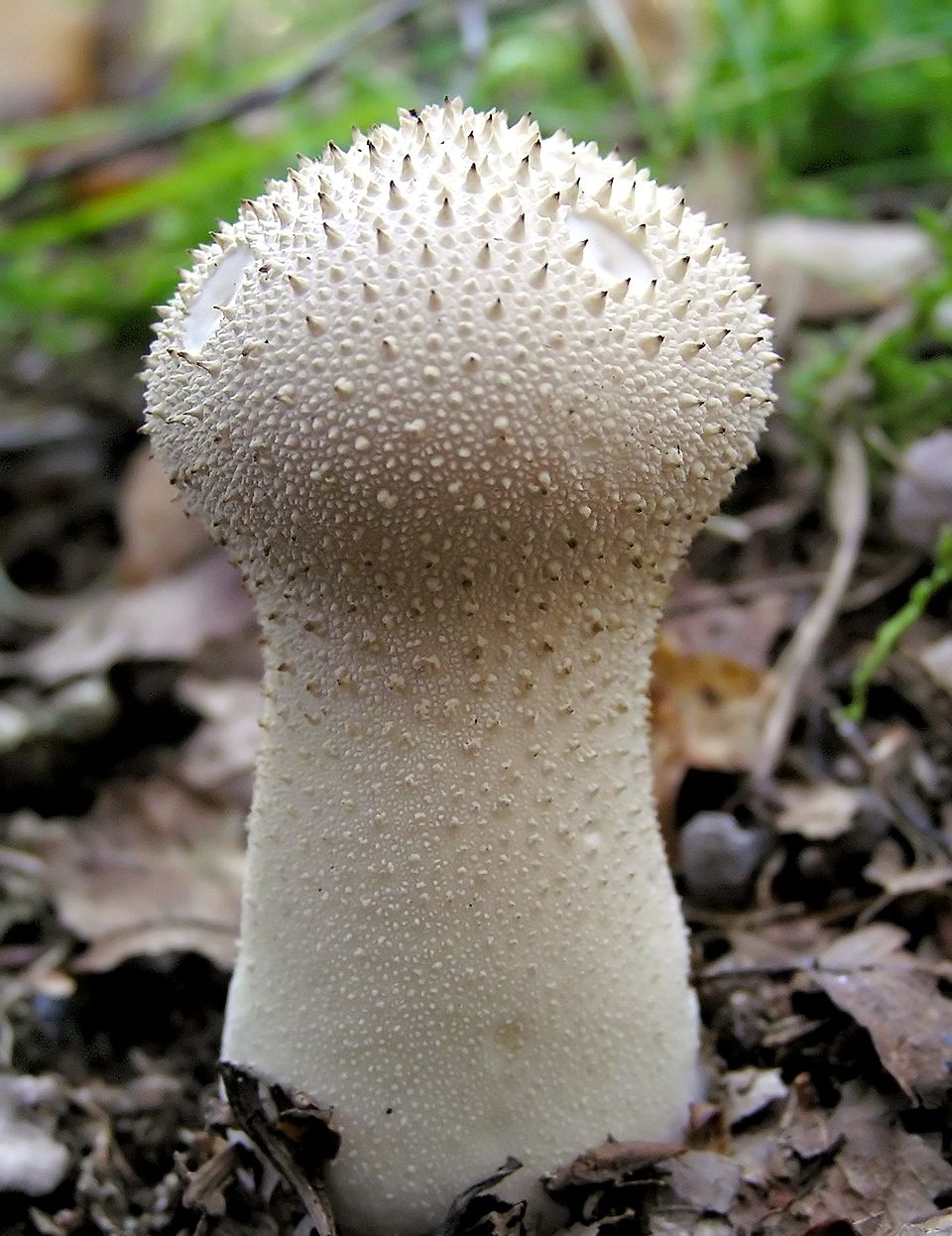 Flaschenbovist