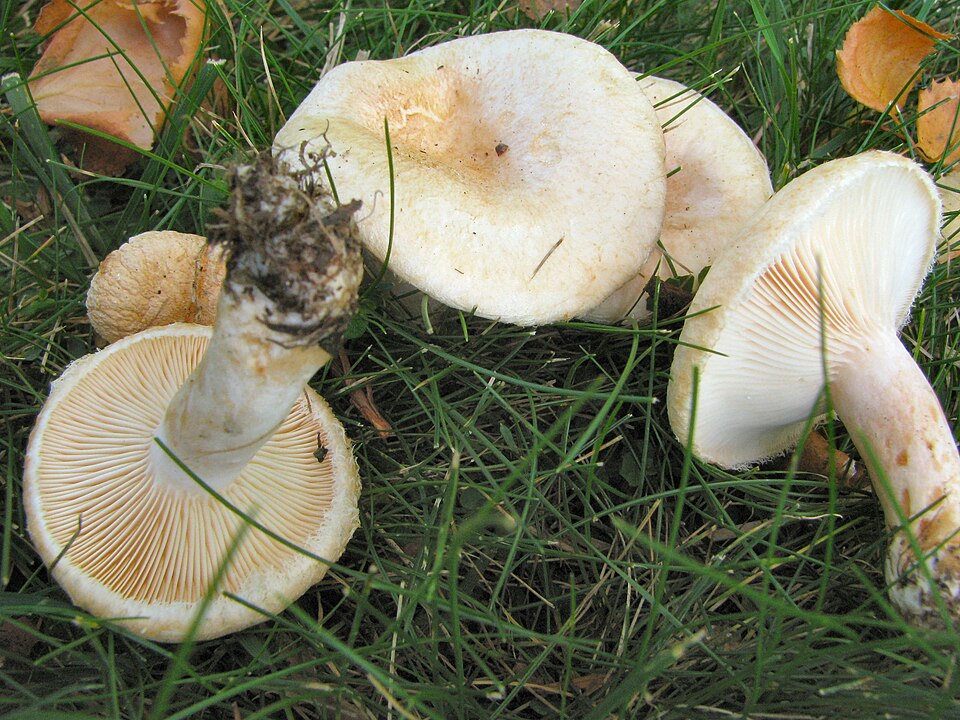 Flaumiger Milchling (Blasser Birkenmilchling)