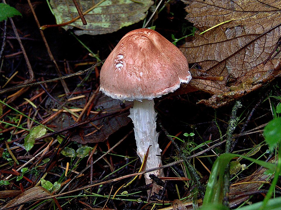 Fleischrötlicher Schirmling