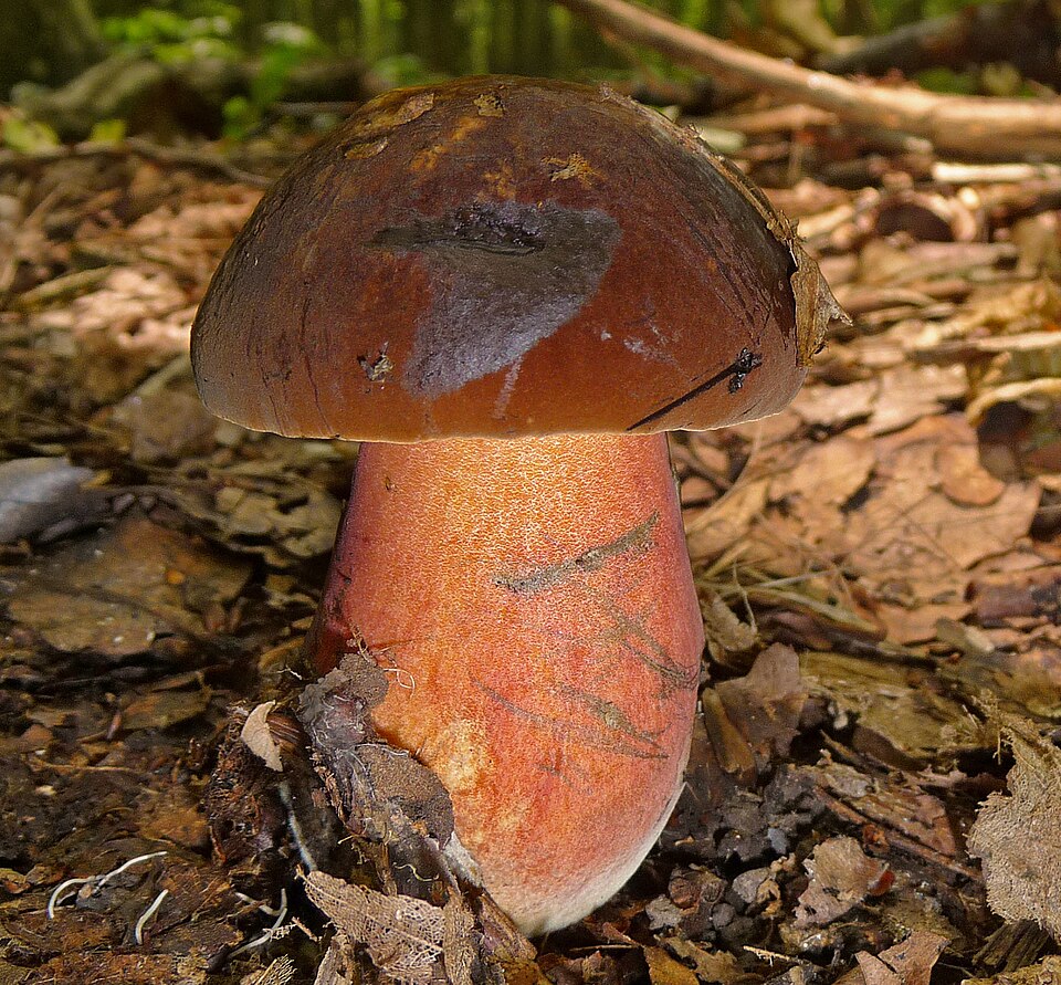 Flockenstieliger Hexenröhrling