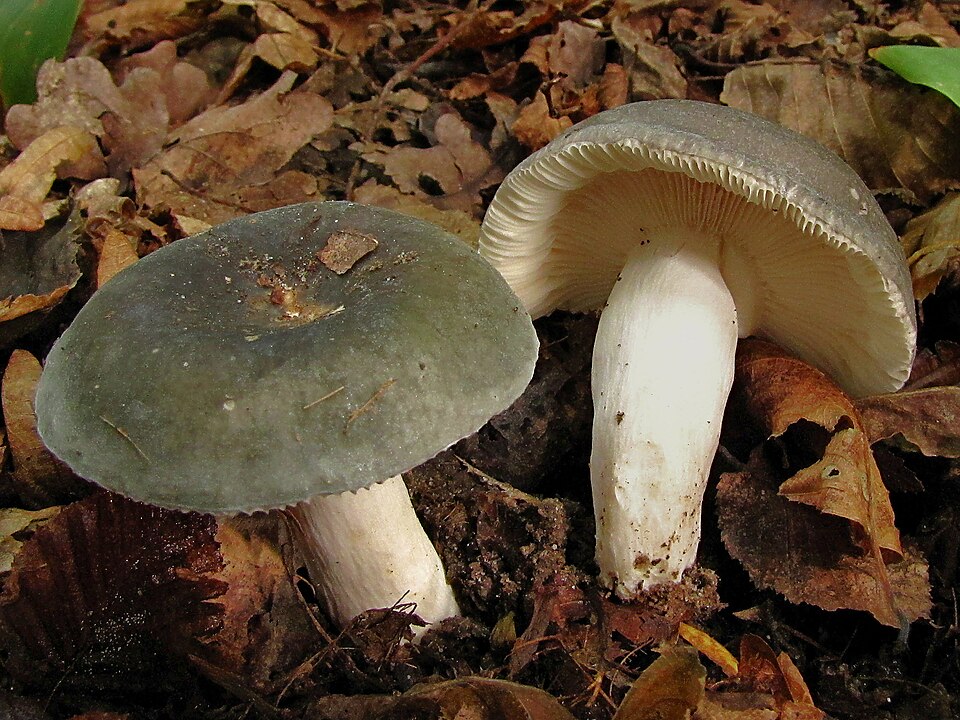 Frauentäubling