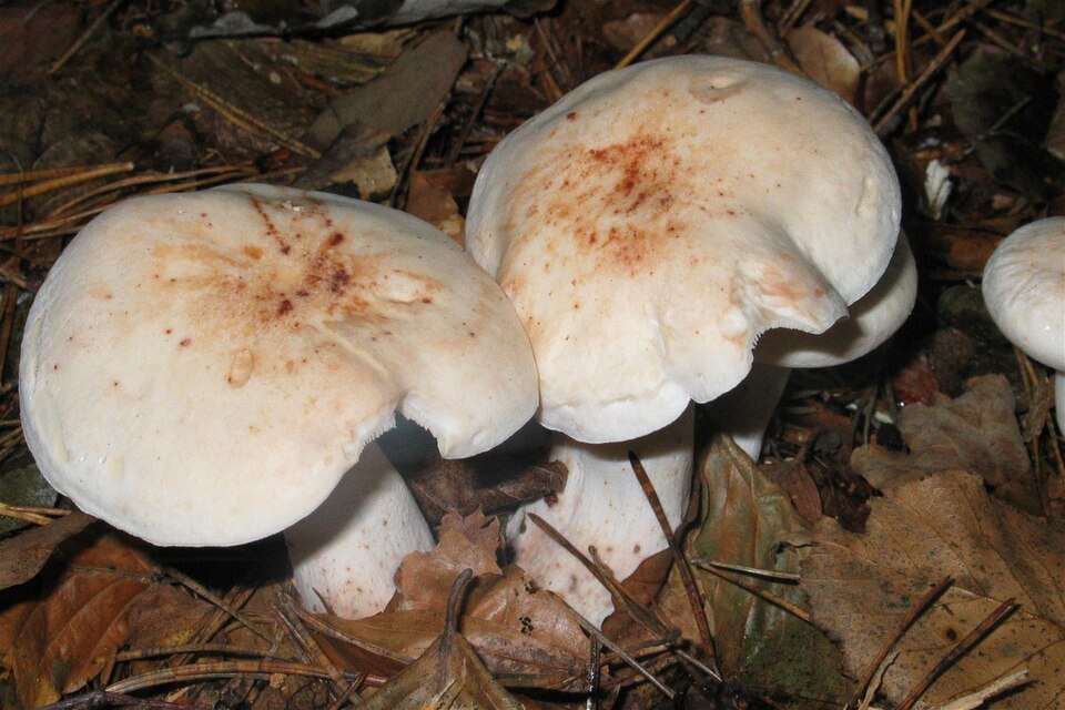 Gefleckter Rübling