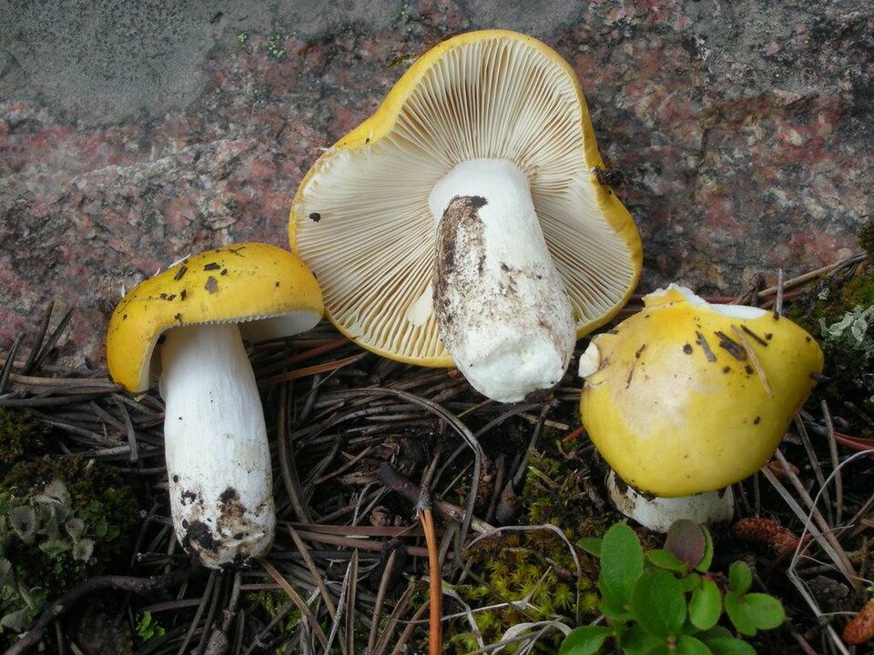 Gelber Graustieltäubling