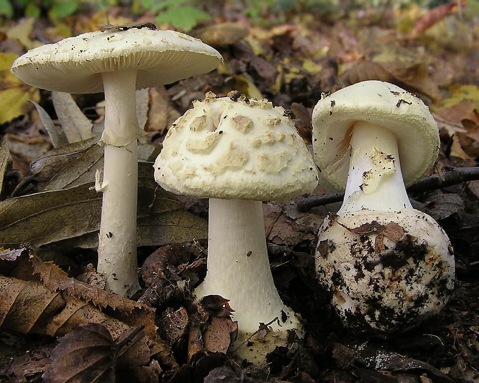 Gelber Knollenblätterpilz