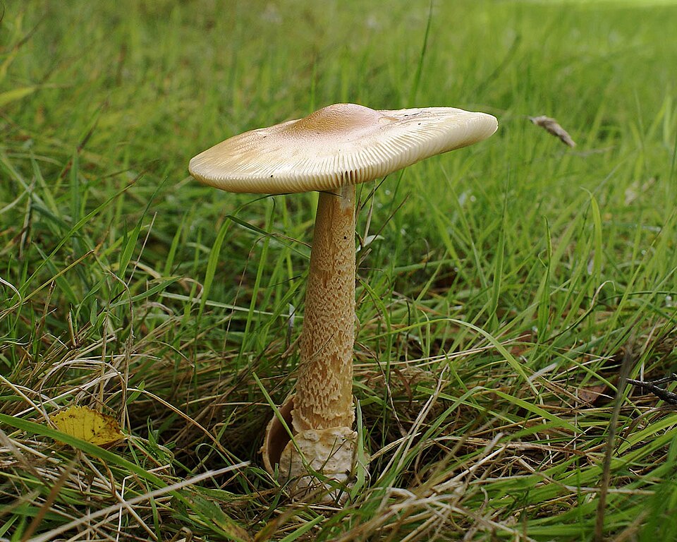 Gelber Scheidenstreifling