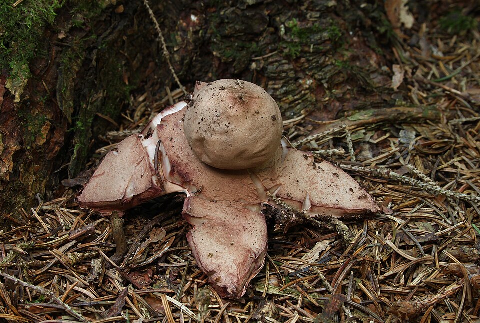 Gemeiner Erdstern (Geastrum rufescens)