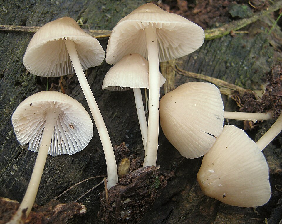 Glockenhelmling (Mycena galericulata)