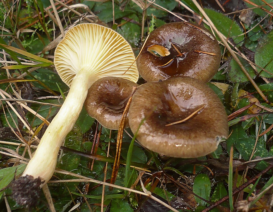 Goldgelber Schneckling