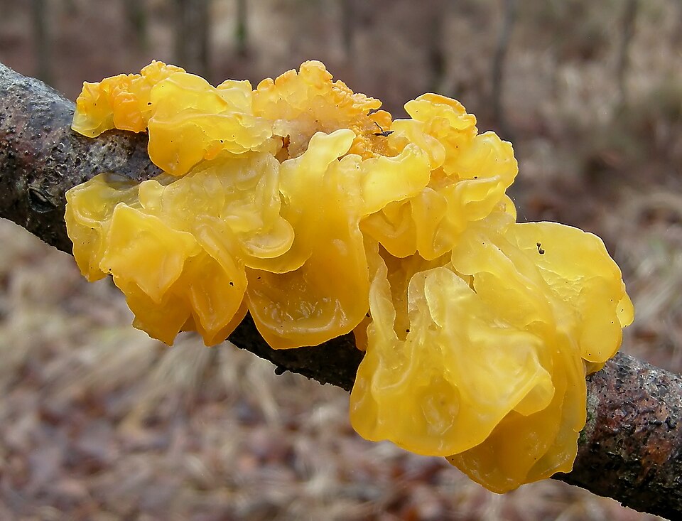 Goldgelber Zitterling
