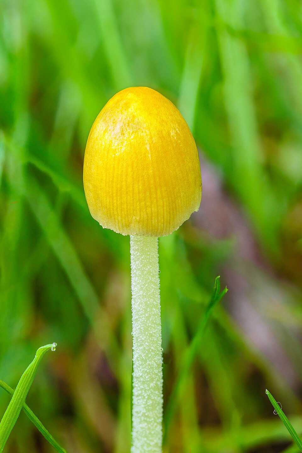 Goldmistpilz
