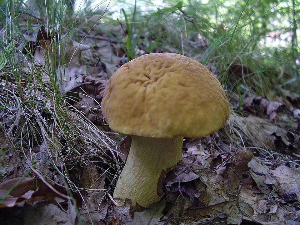 Goldporiger Raufuß