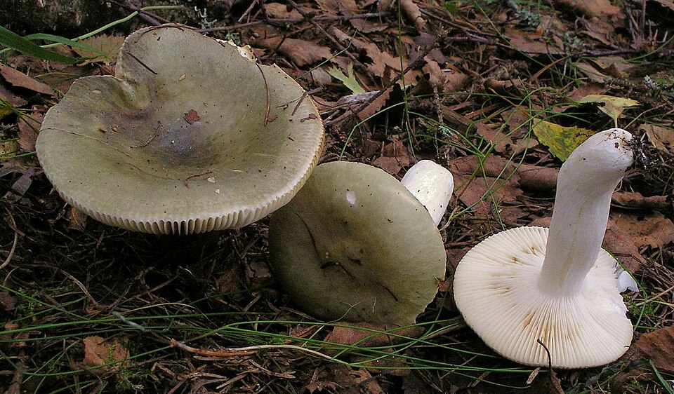 Grasgrüner Täubling