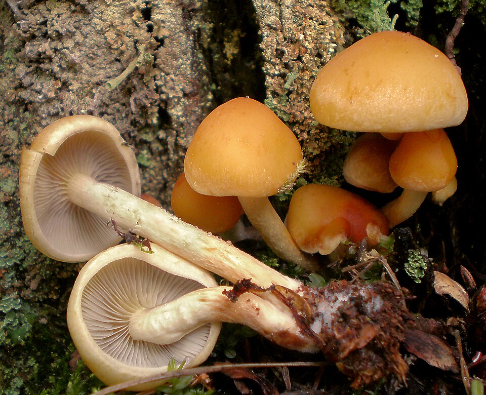 Graublättriger Schwefelkopf