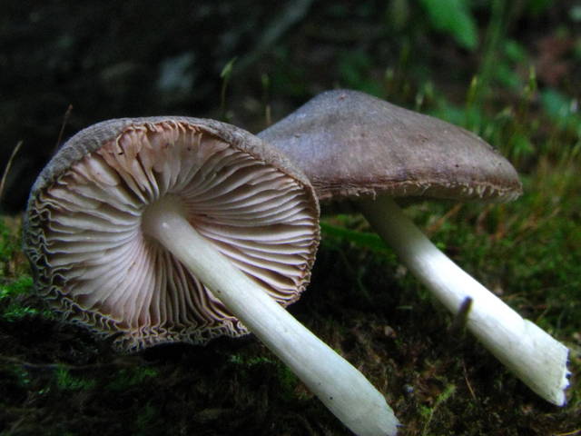 Grauer Dachpilz