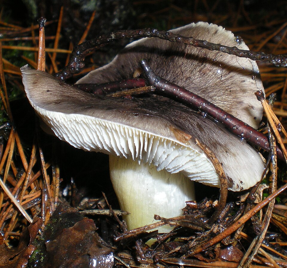 Grauer Ritterling