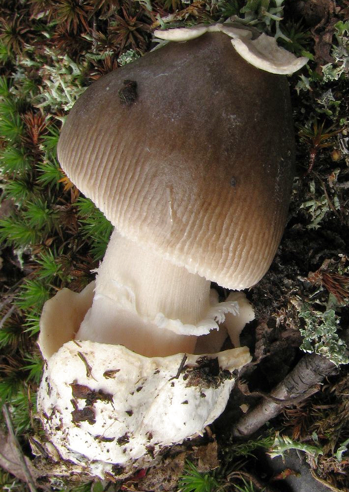 Grauhäutiger Scheidenstreifling