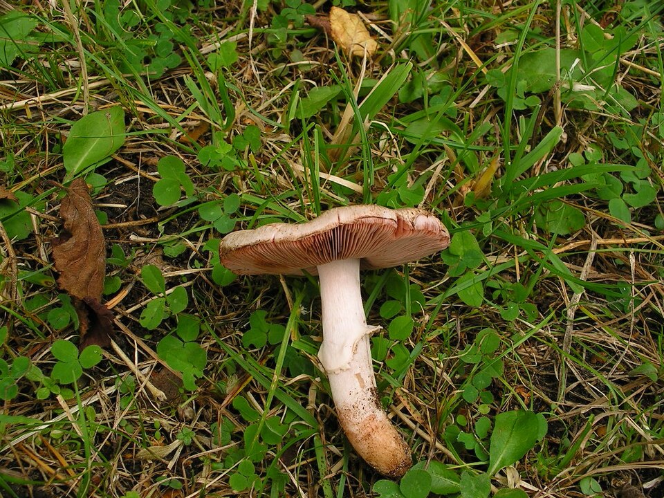 Großer Blut-Egerling