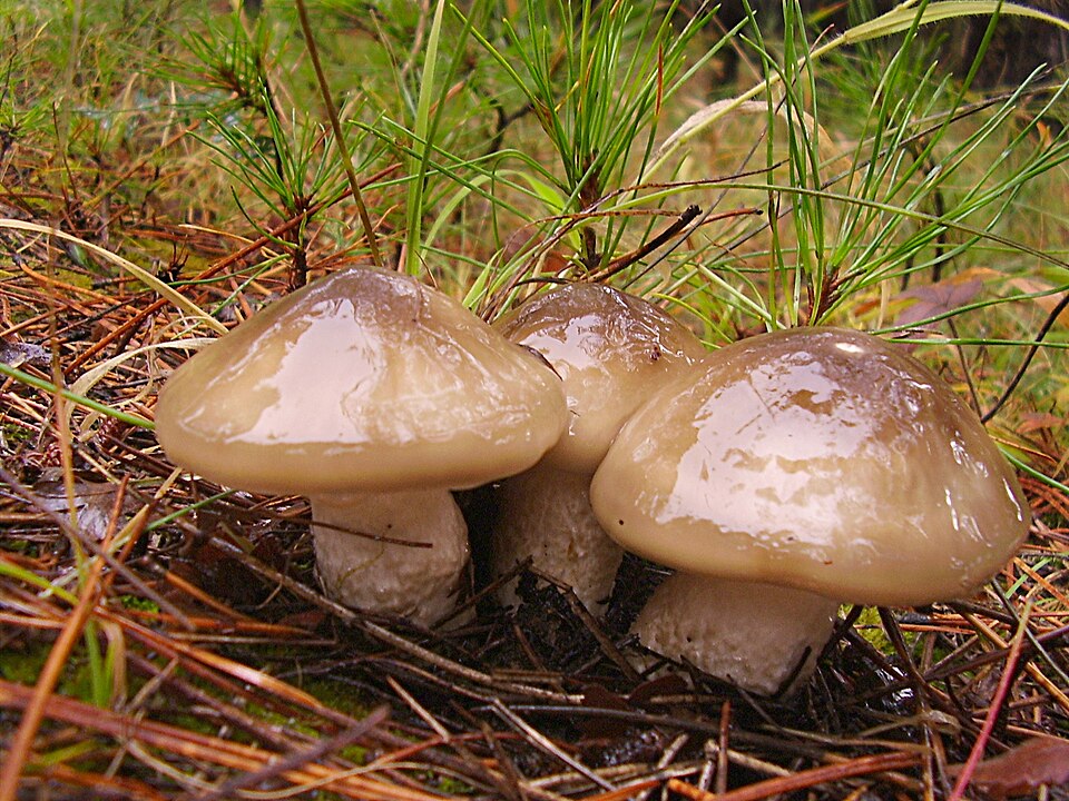 Großer Kiefern-Schneckling