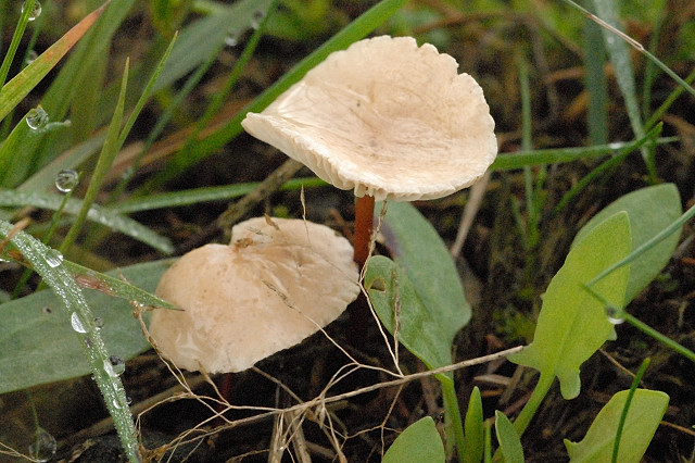 Großer Knoblauchschwindling