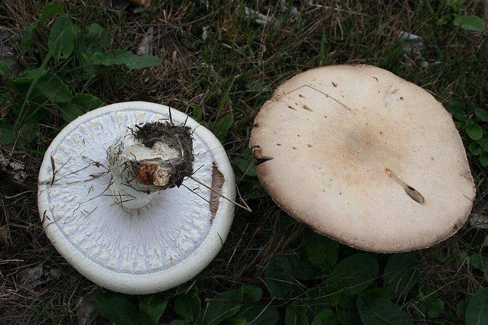Großsporiger Anis-Champignon