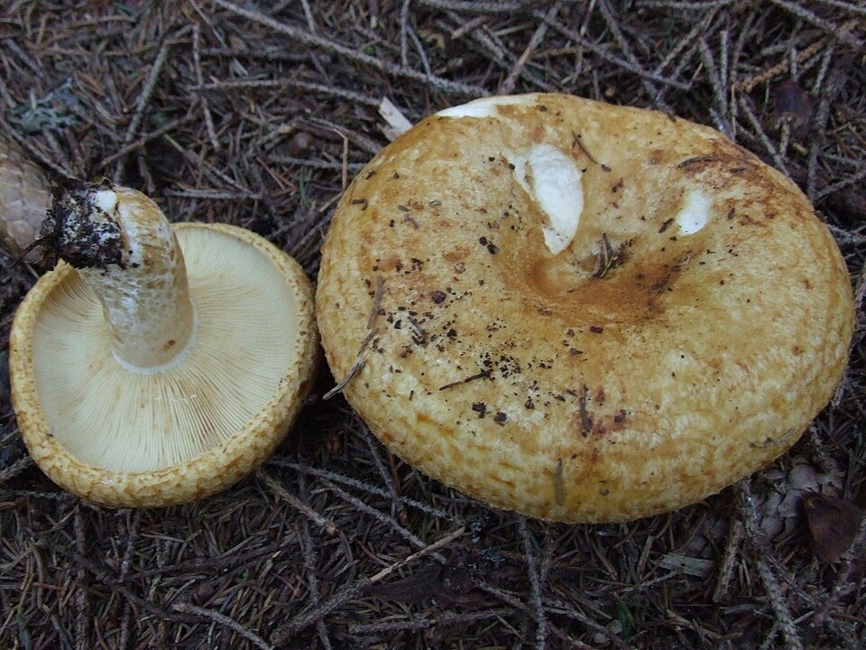 Grubiger Milchling