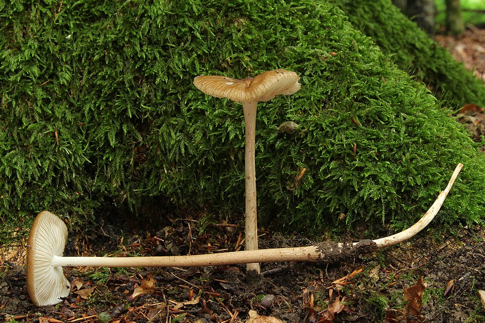 Grubiger Wurzelrübling