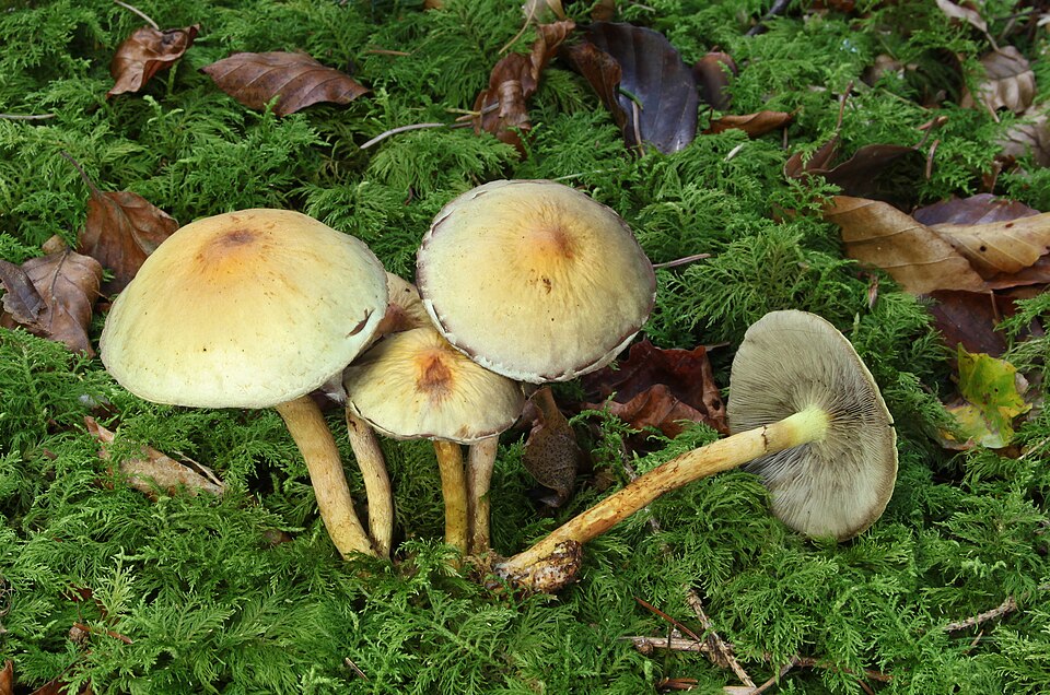 Grünblättriger Schwefelkopf