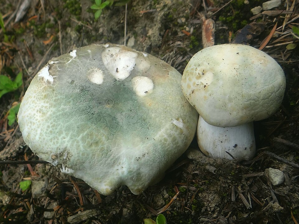 Grüngefelderter Täubling