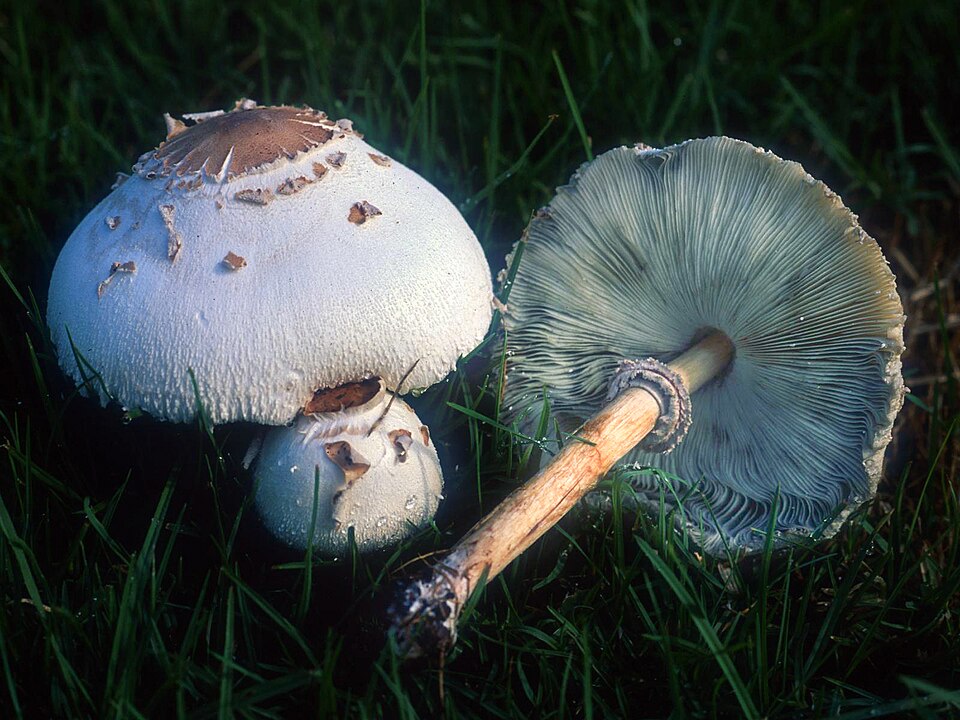 Grünsporiger Riesenschirmling