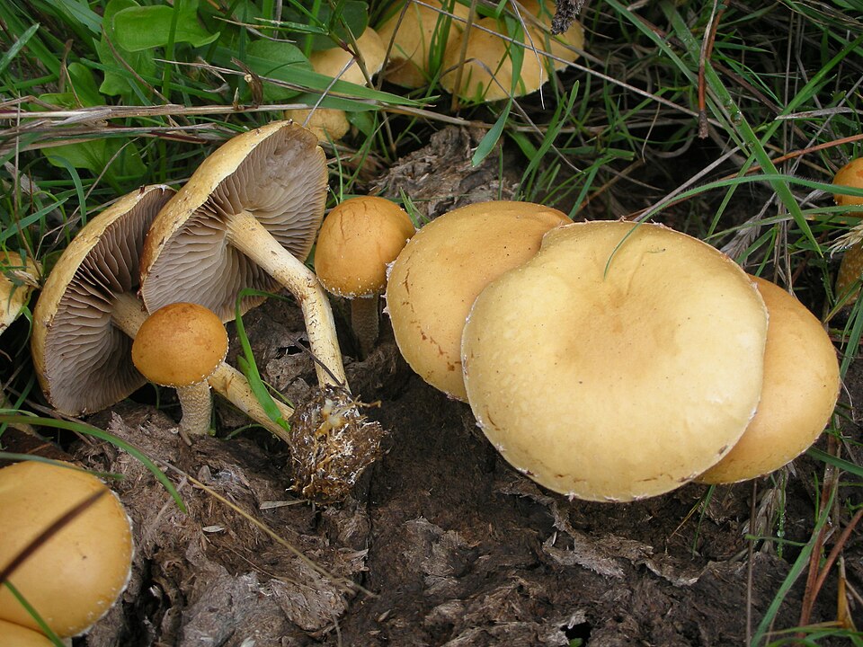 Halbkugeliger Ackerling (Agrocybe pediades)
