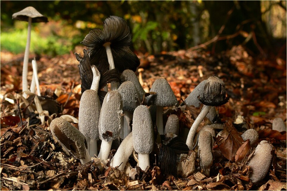Hasenpfote